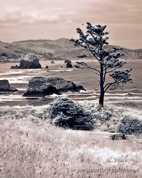 Ecola_Tree_Haystack_Rock