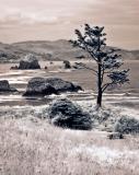 Ecola_Tree_Haystack_Rock